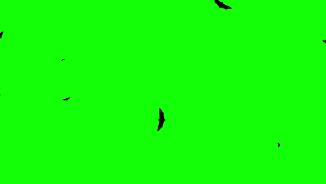 Halloween-bats-flying-loop-animation-Halloween-concept-element-with-alpha-channel